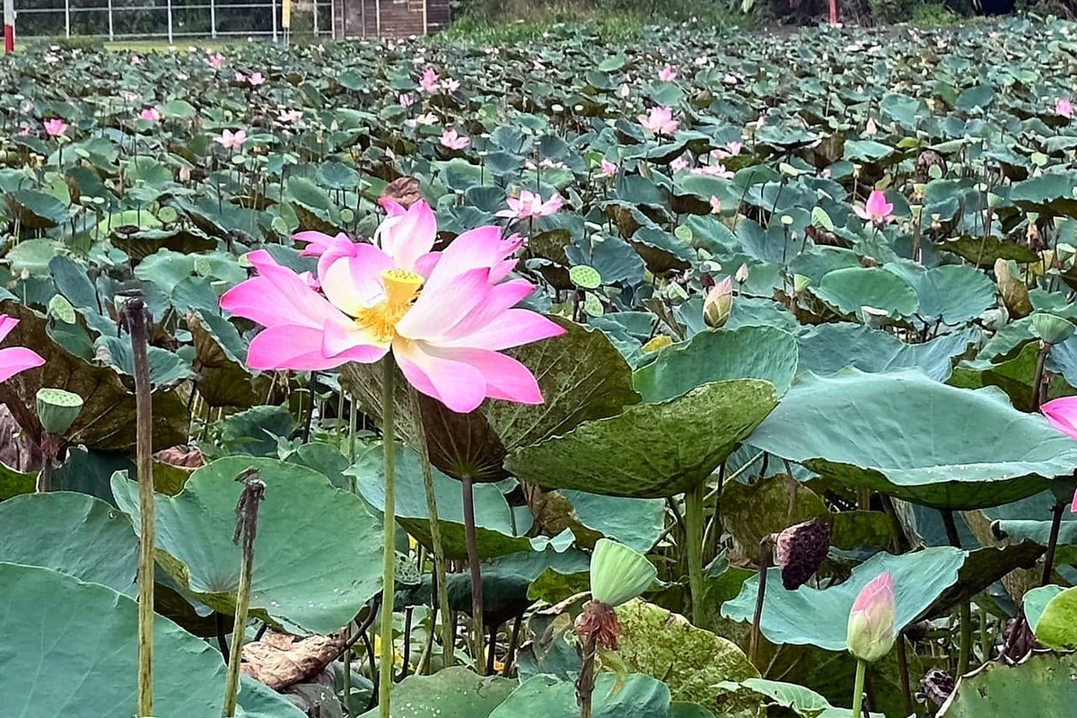 Lối vào Lotus Golf