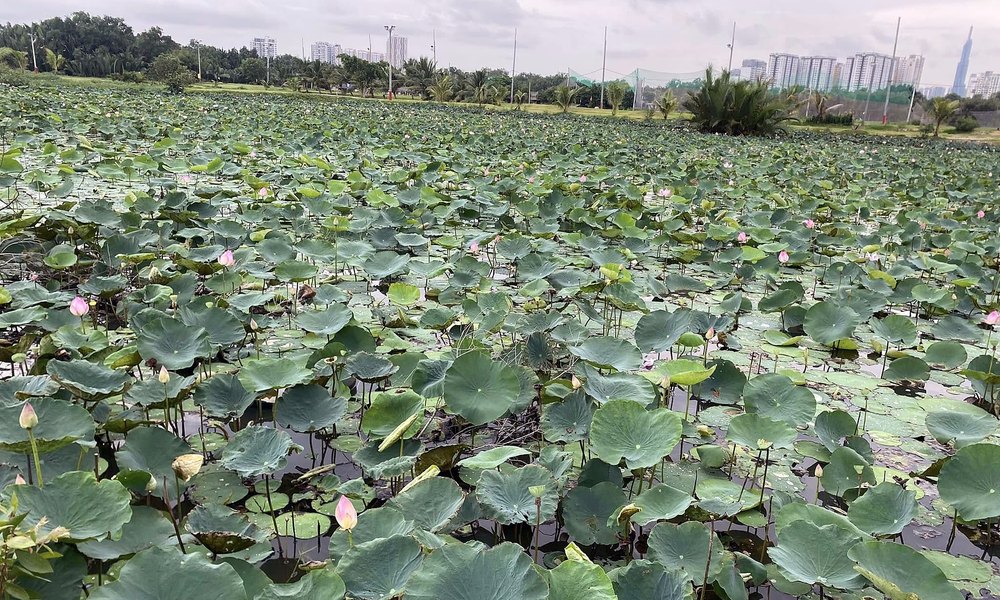Hạng hội viên Lotus Premium